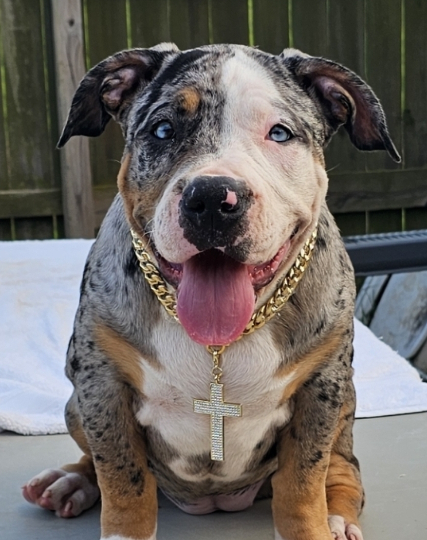 Dog Featured Image