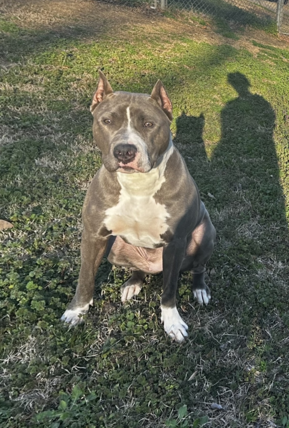 Dog Featured Image