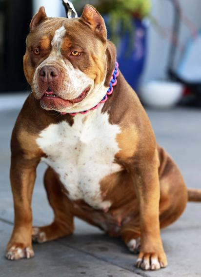 Dog Featured Image