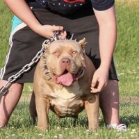 Dog Featured Image