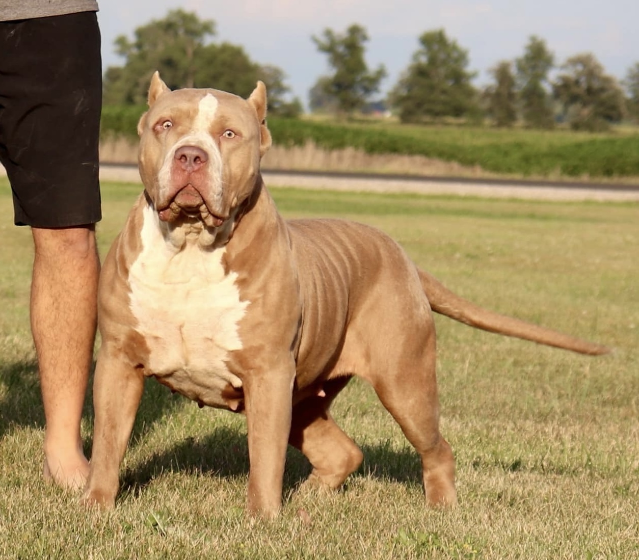 Dog Featured Image