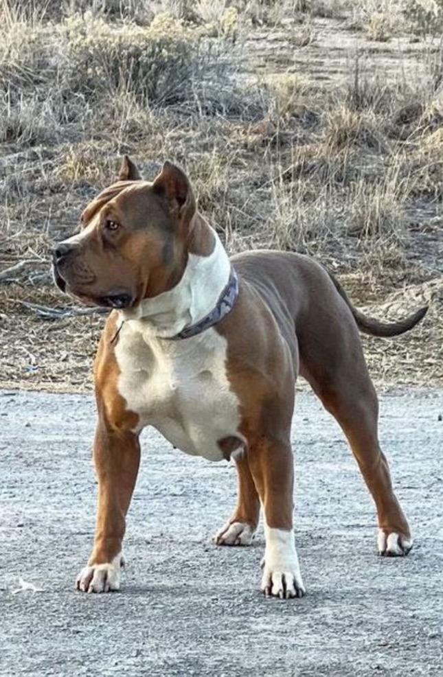 Dog Featured Image
