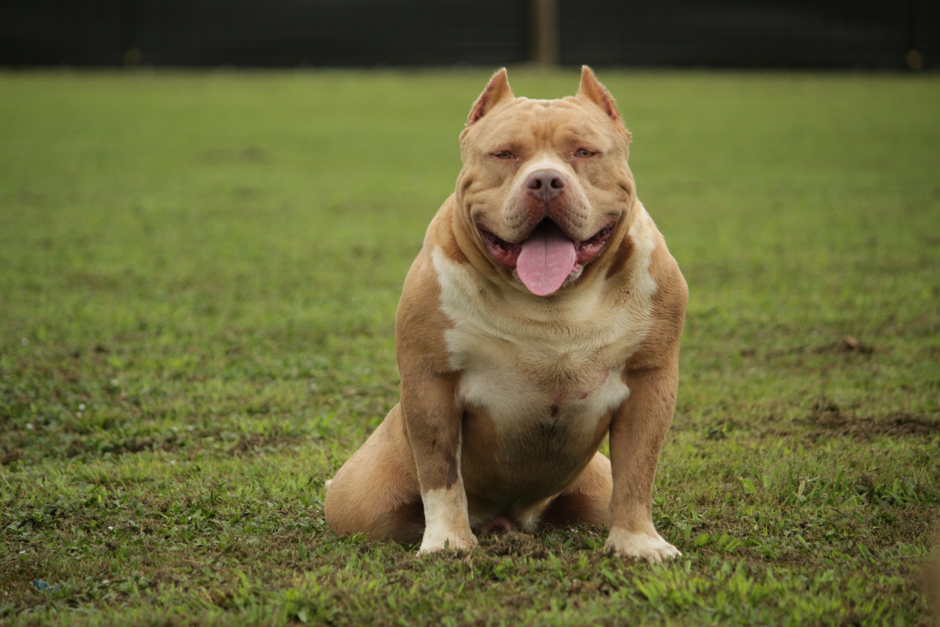 Dog Featured Image