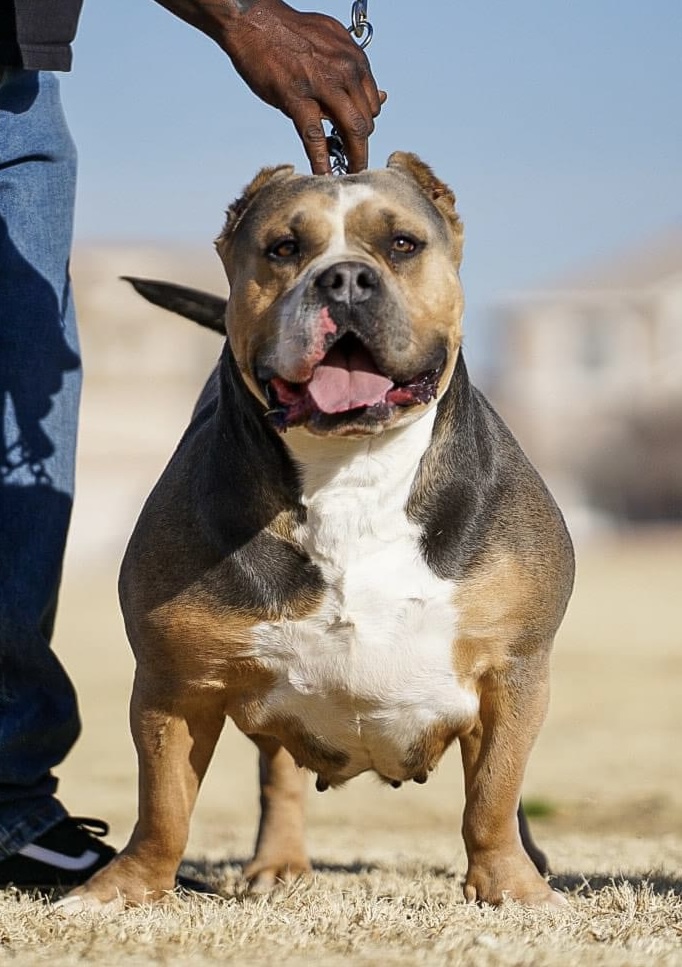 Dog Featured Image