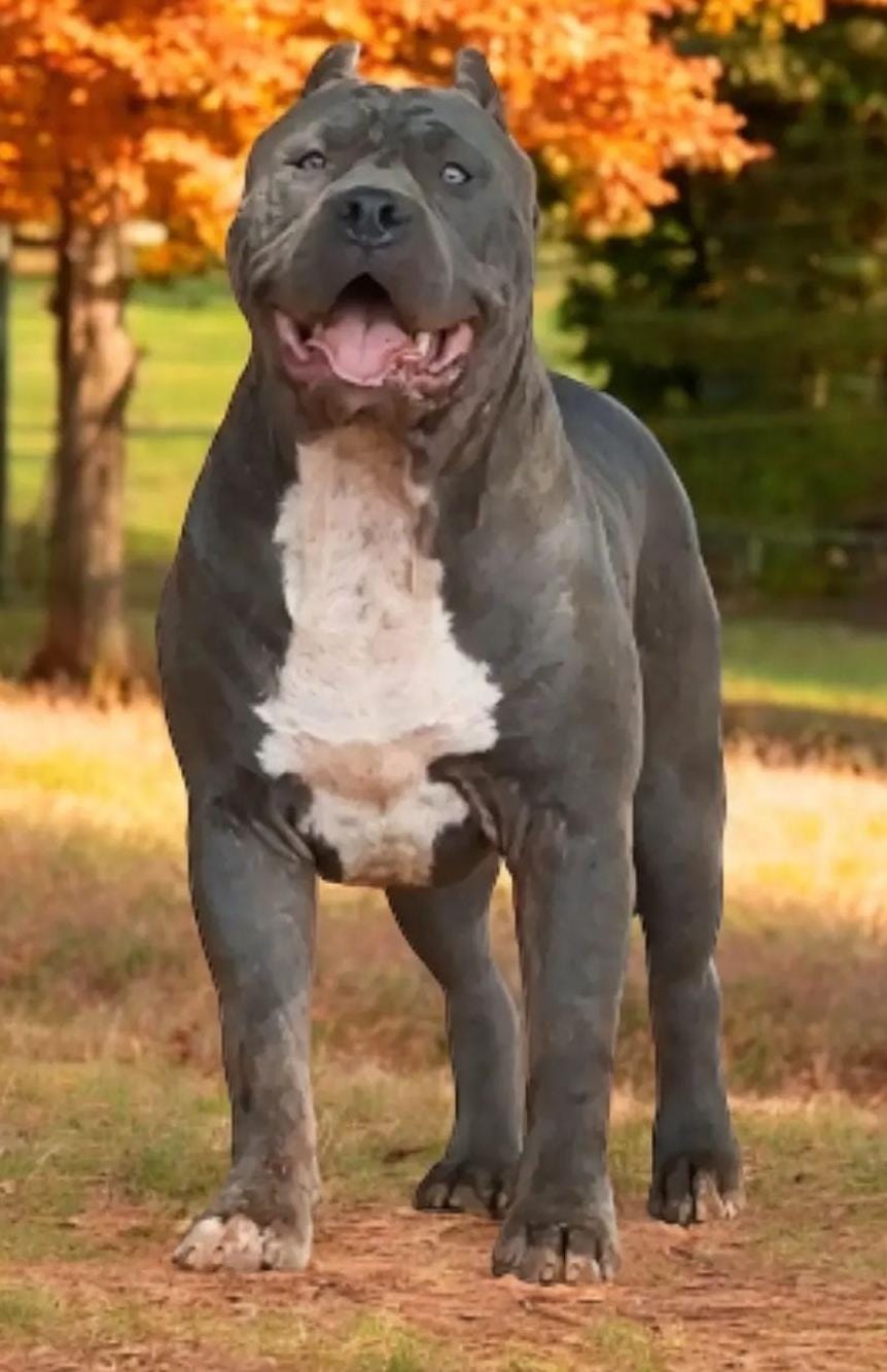 Dog Featured Image