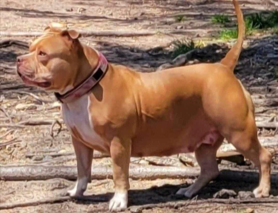 Dog Featured Image