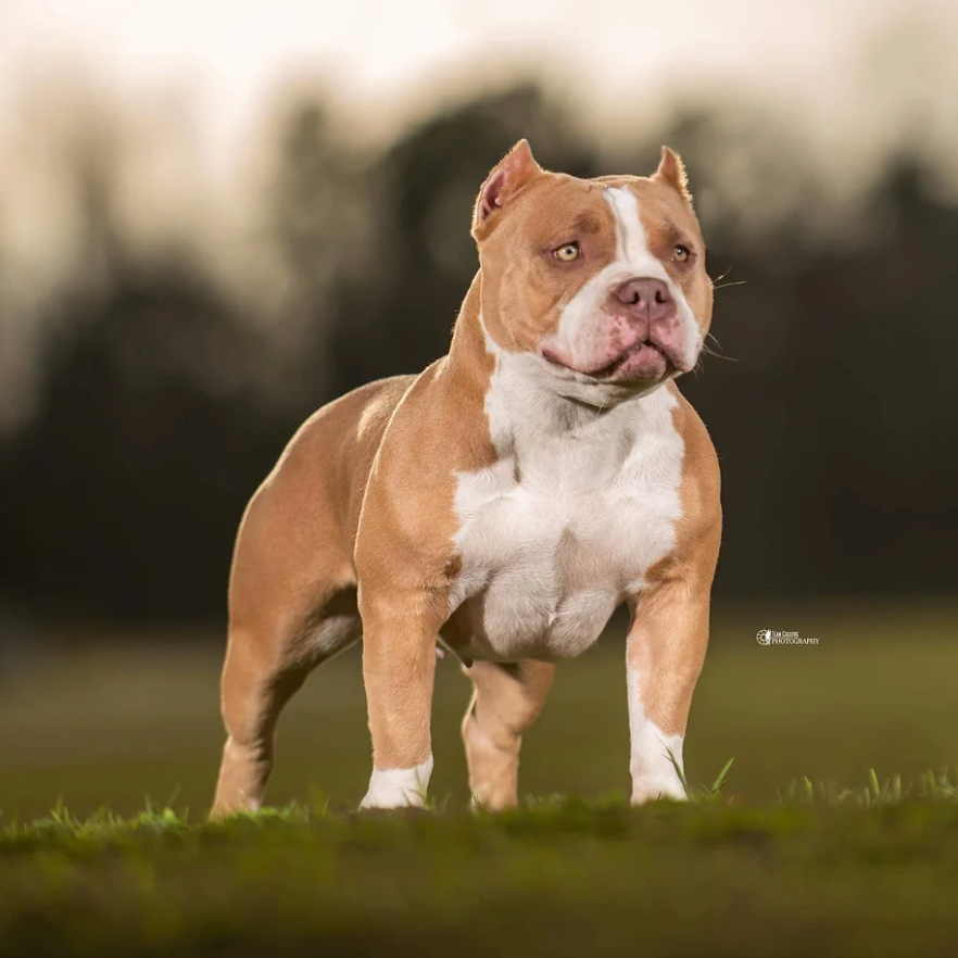 Dog Featured Image