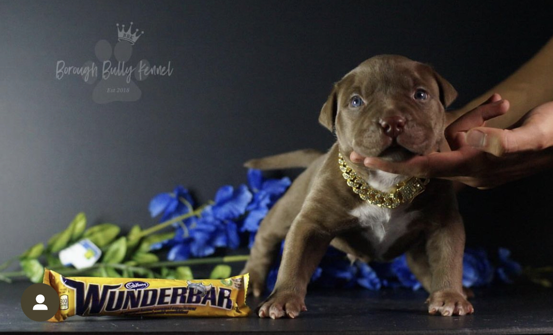 Dog Featured Image