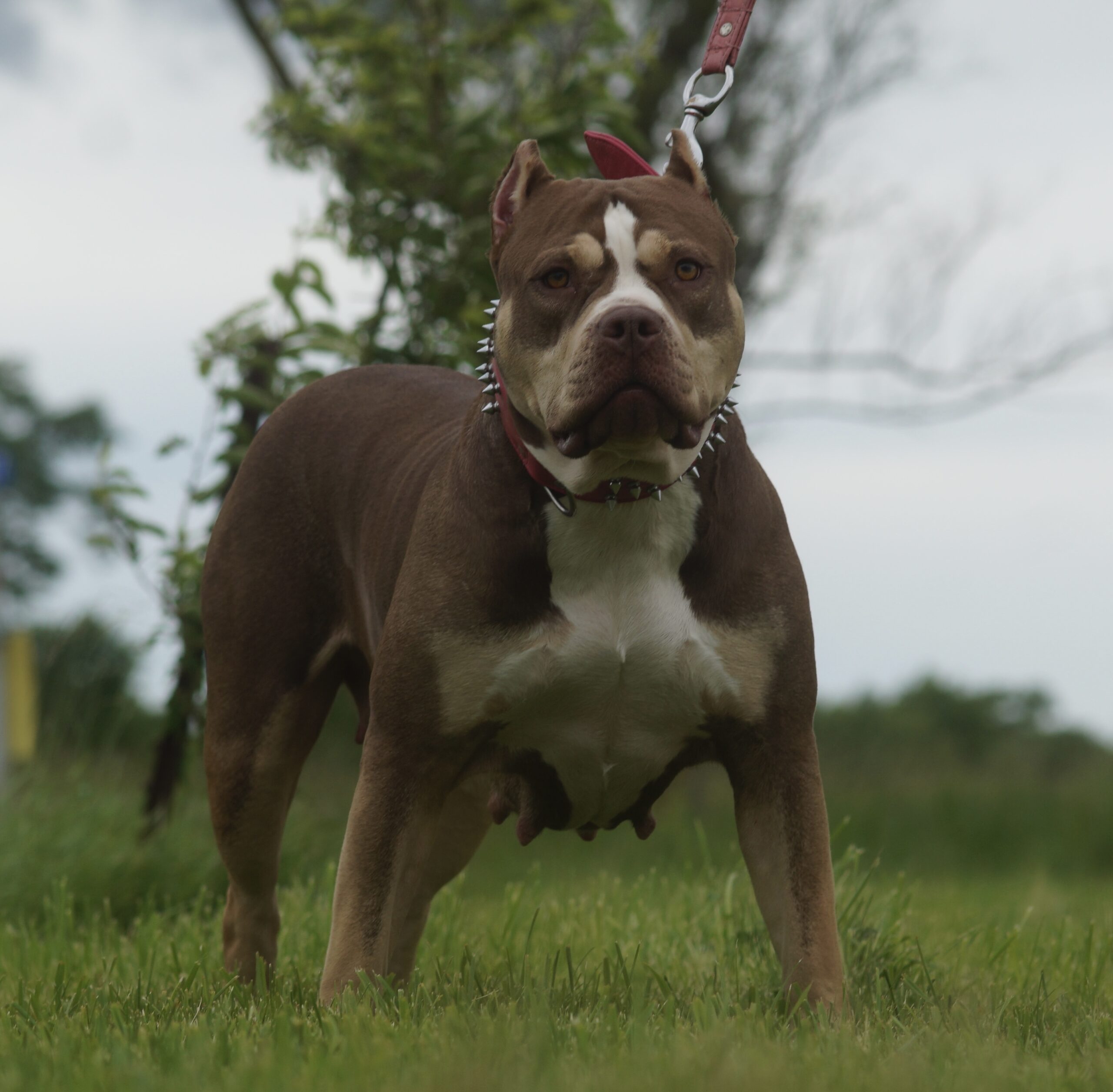 Dog Featured Image