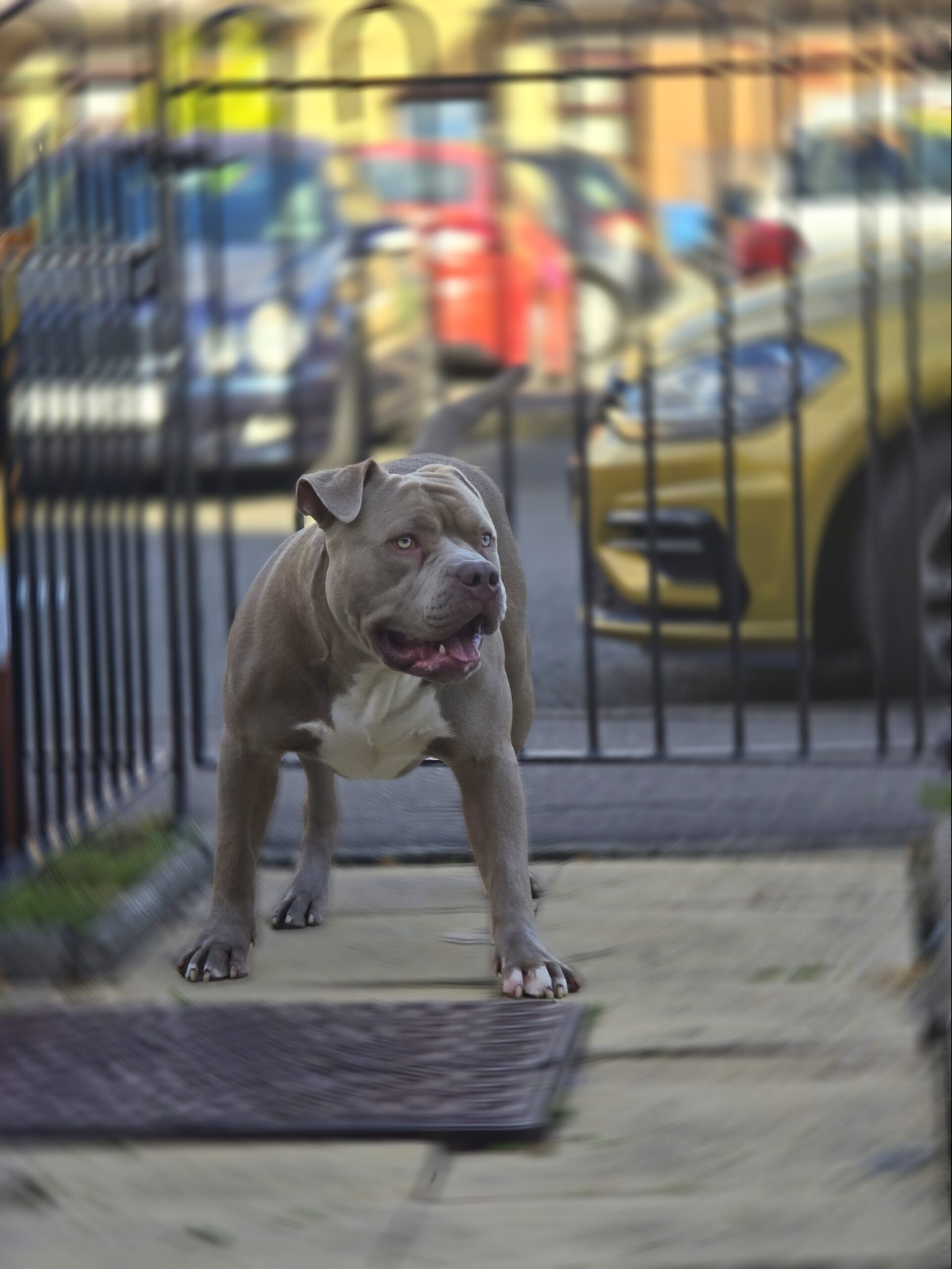 Dog Featured Image
