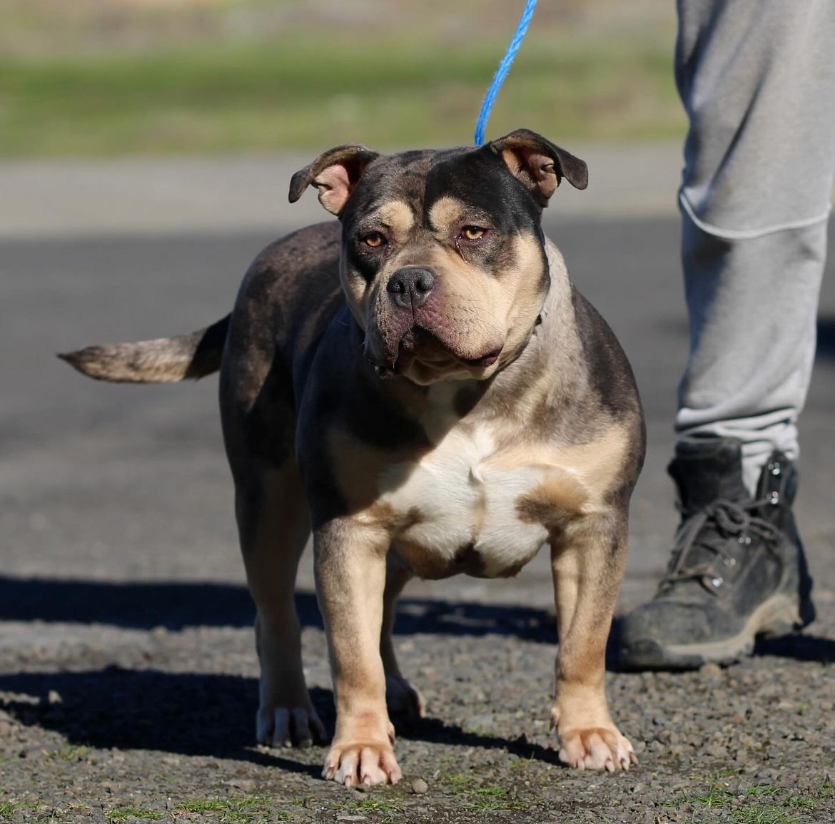 Dog Featured Image
