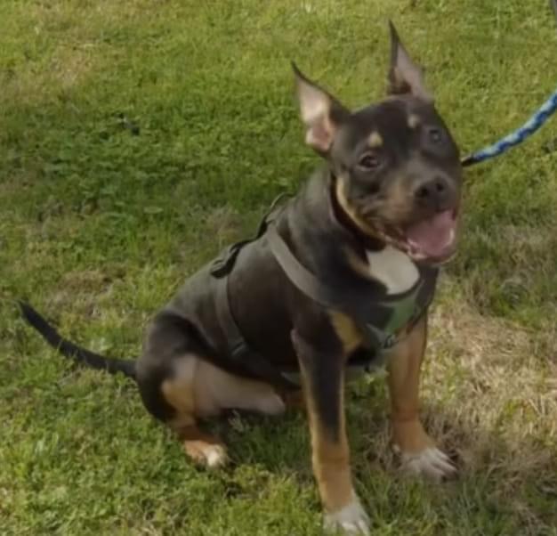 Dog Featured Image