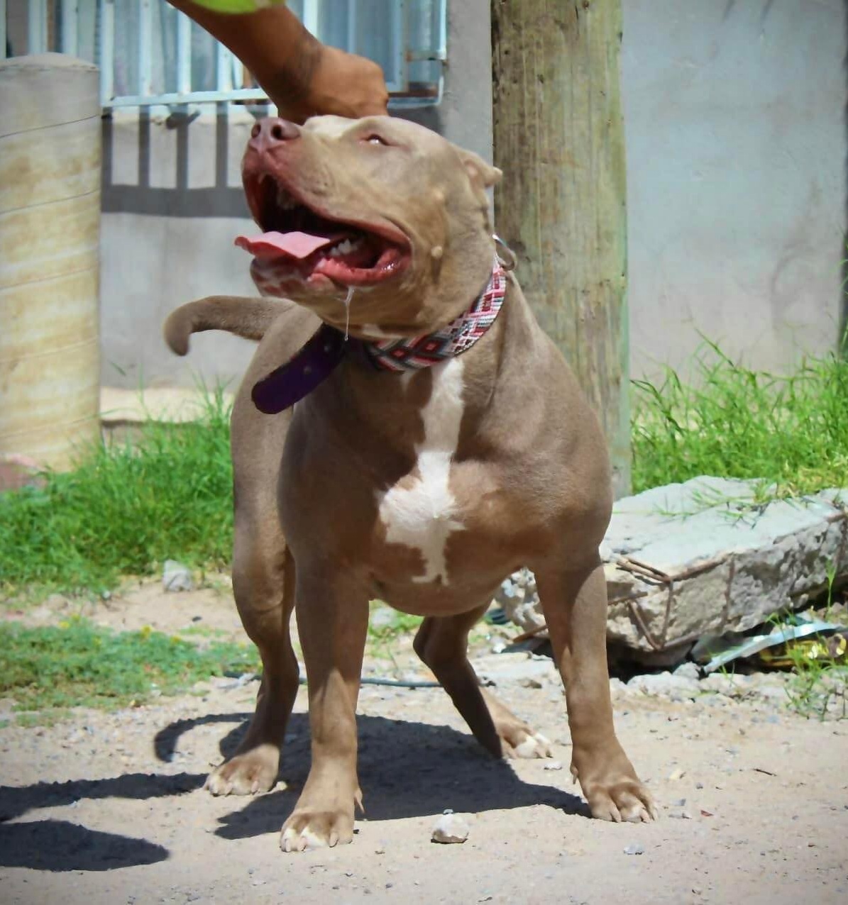 Dog Featured Image