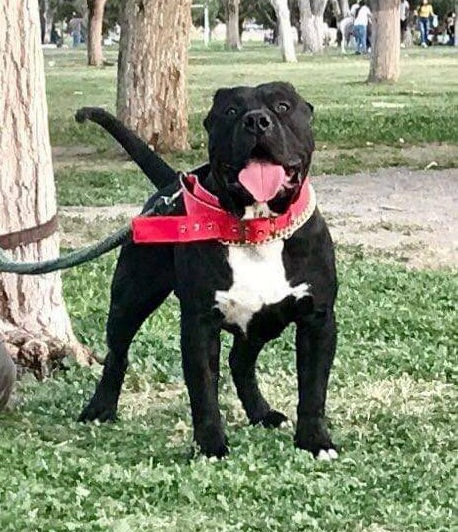 Dog Featured Image