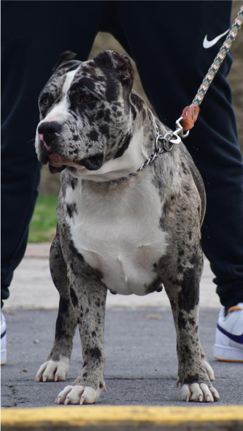 Dog Featured Image