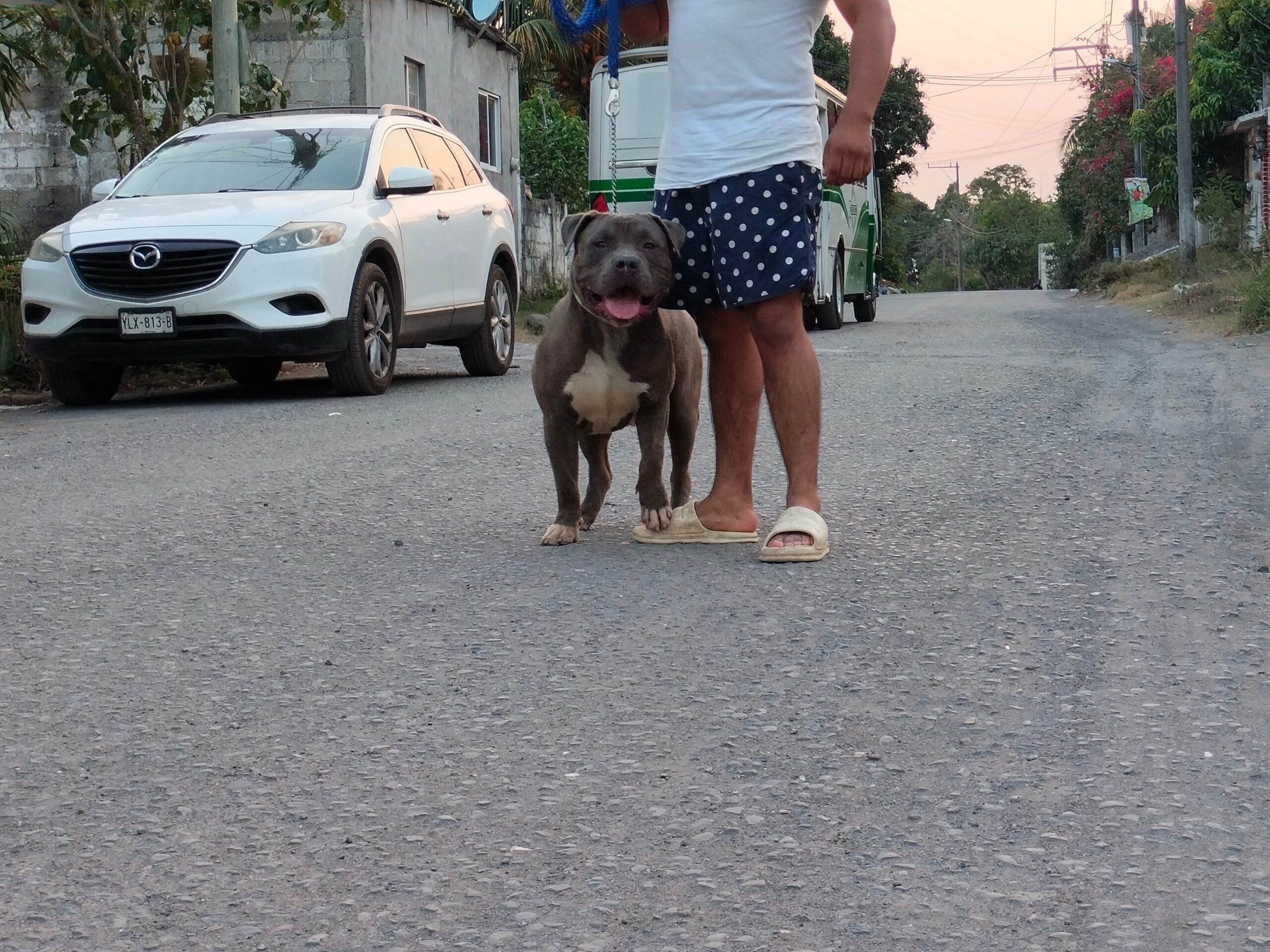 Dog Featured Image