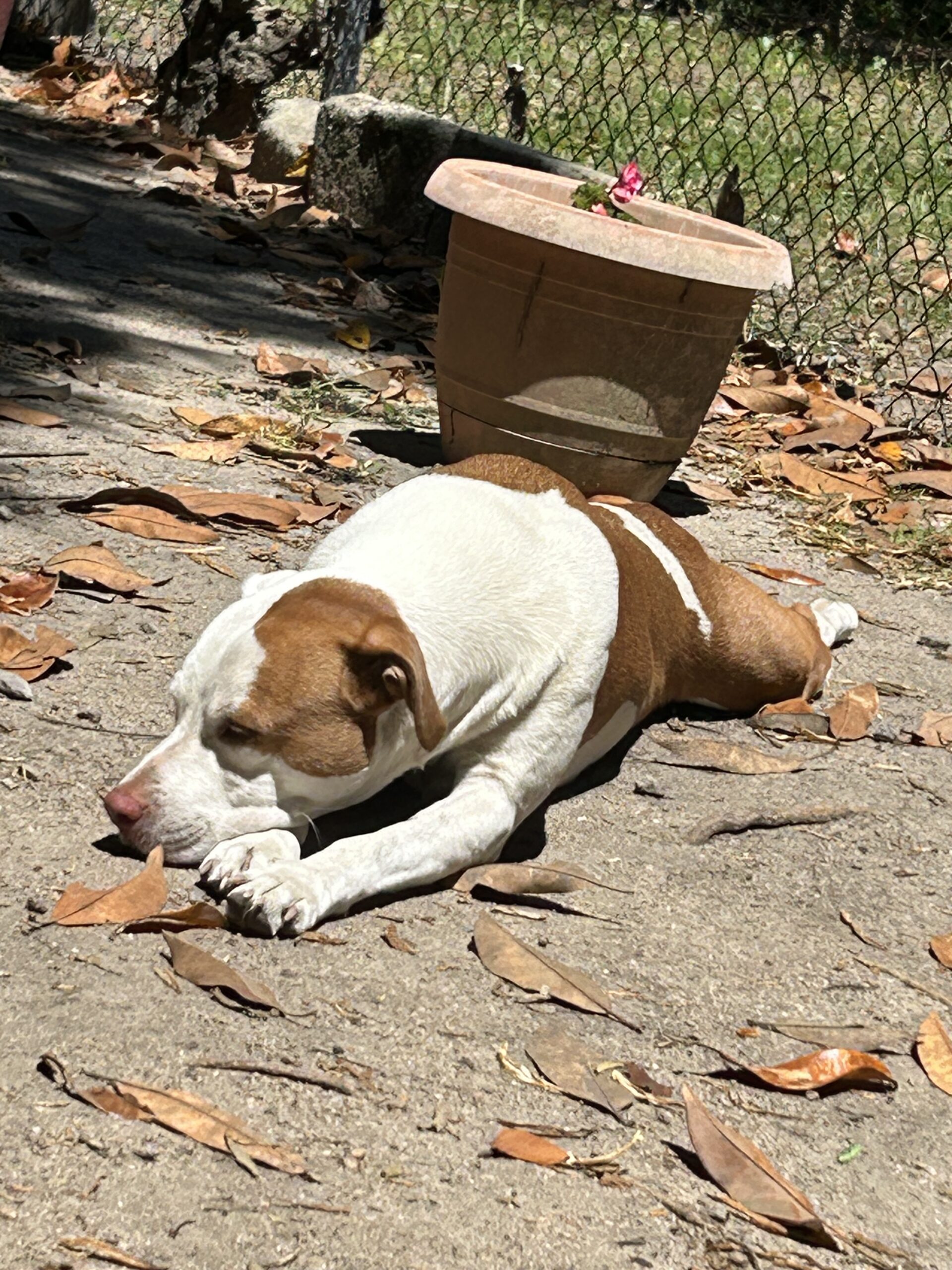 Dog Featured Image