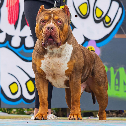 Dog Featured Image