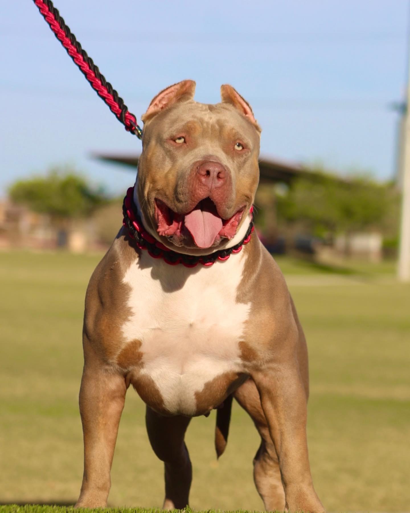 Dog Featured Image