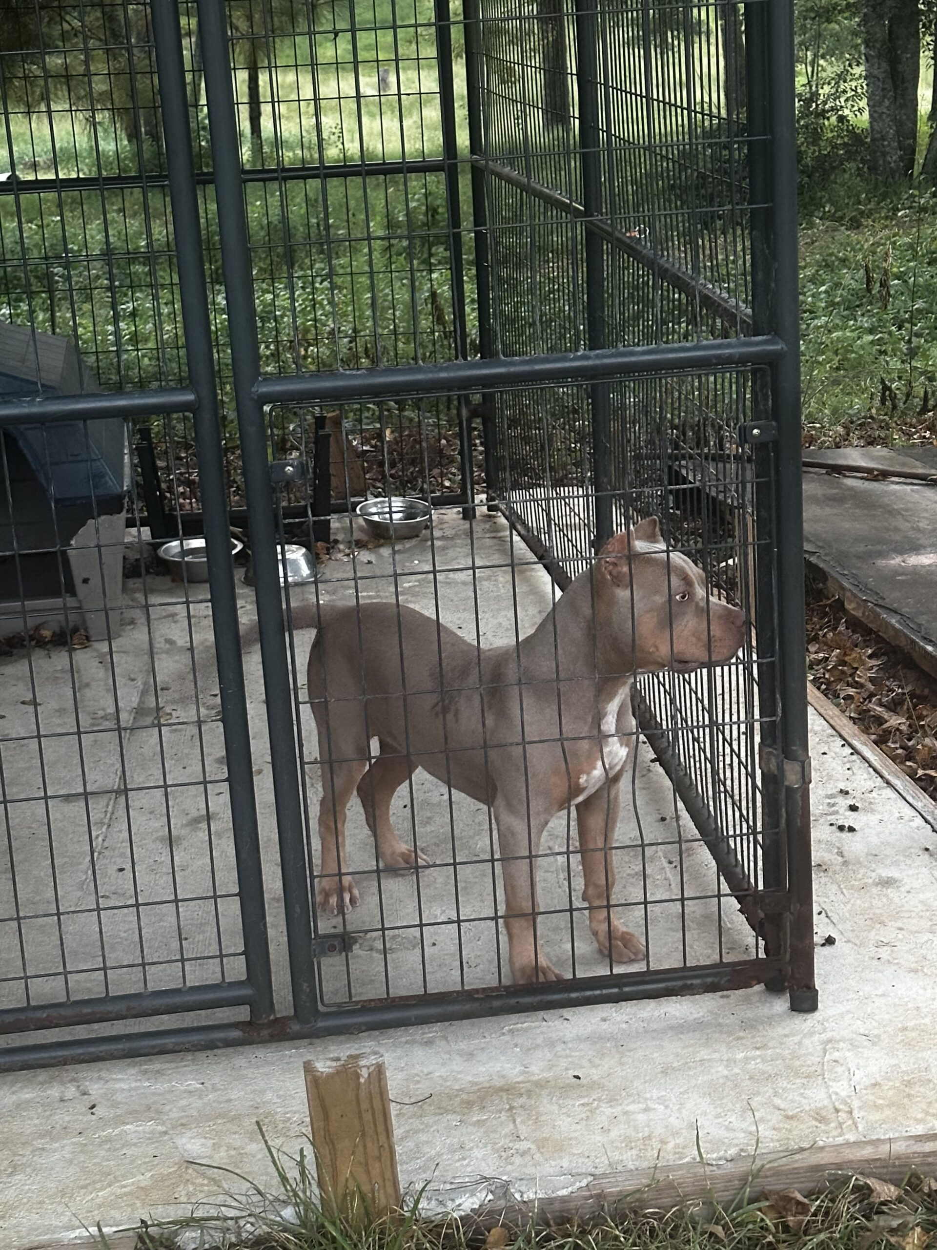 Dog Featured Image