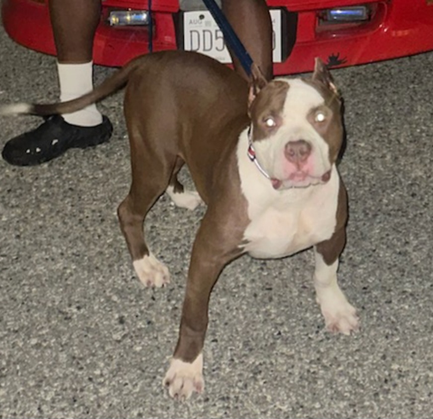 Dog Featured Image