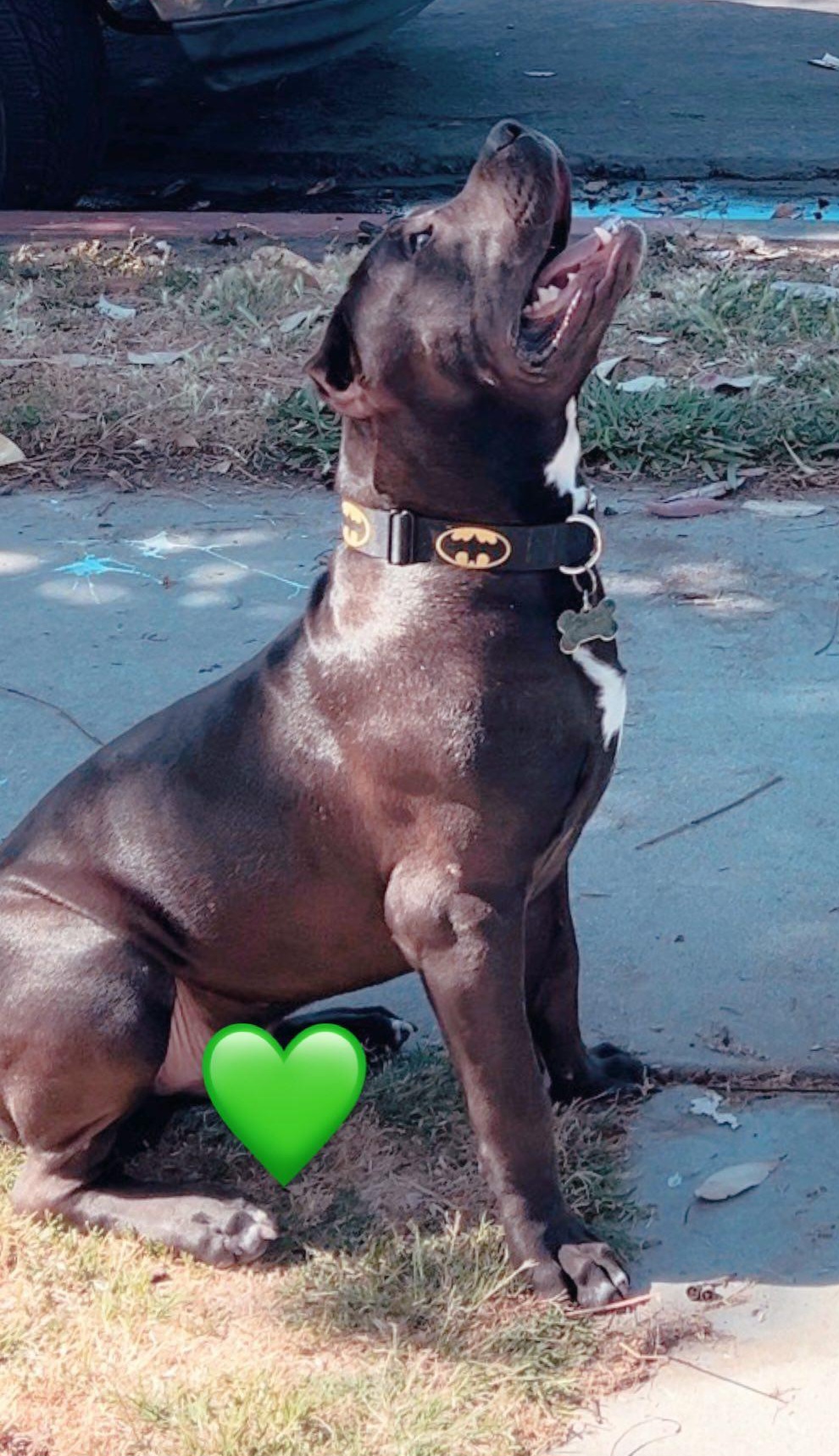 Dog Featured Image