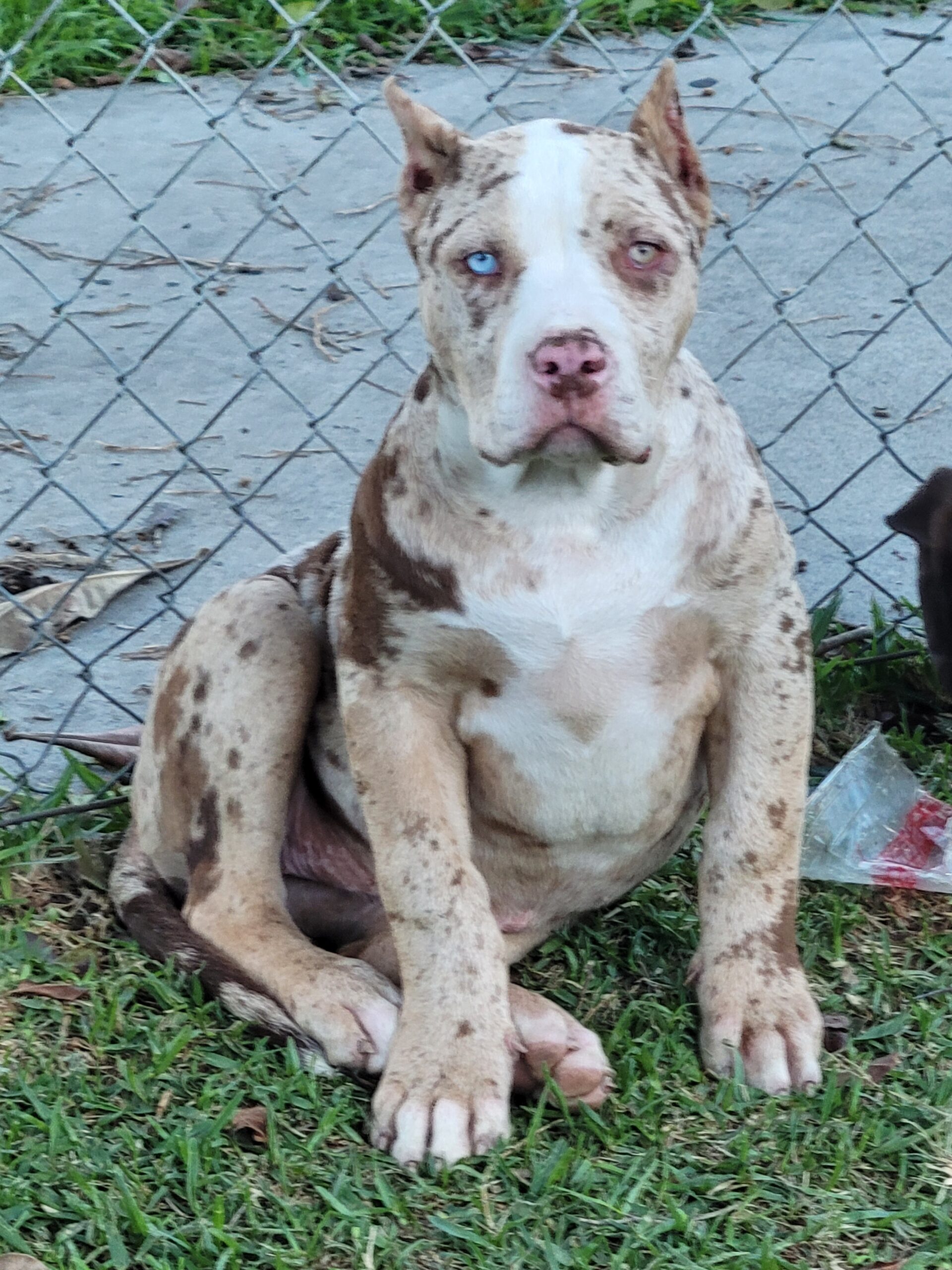 Dog Featured Image