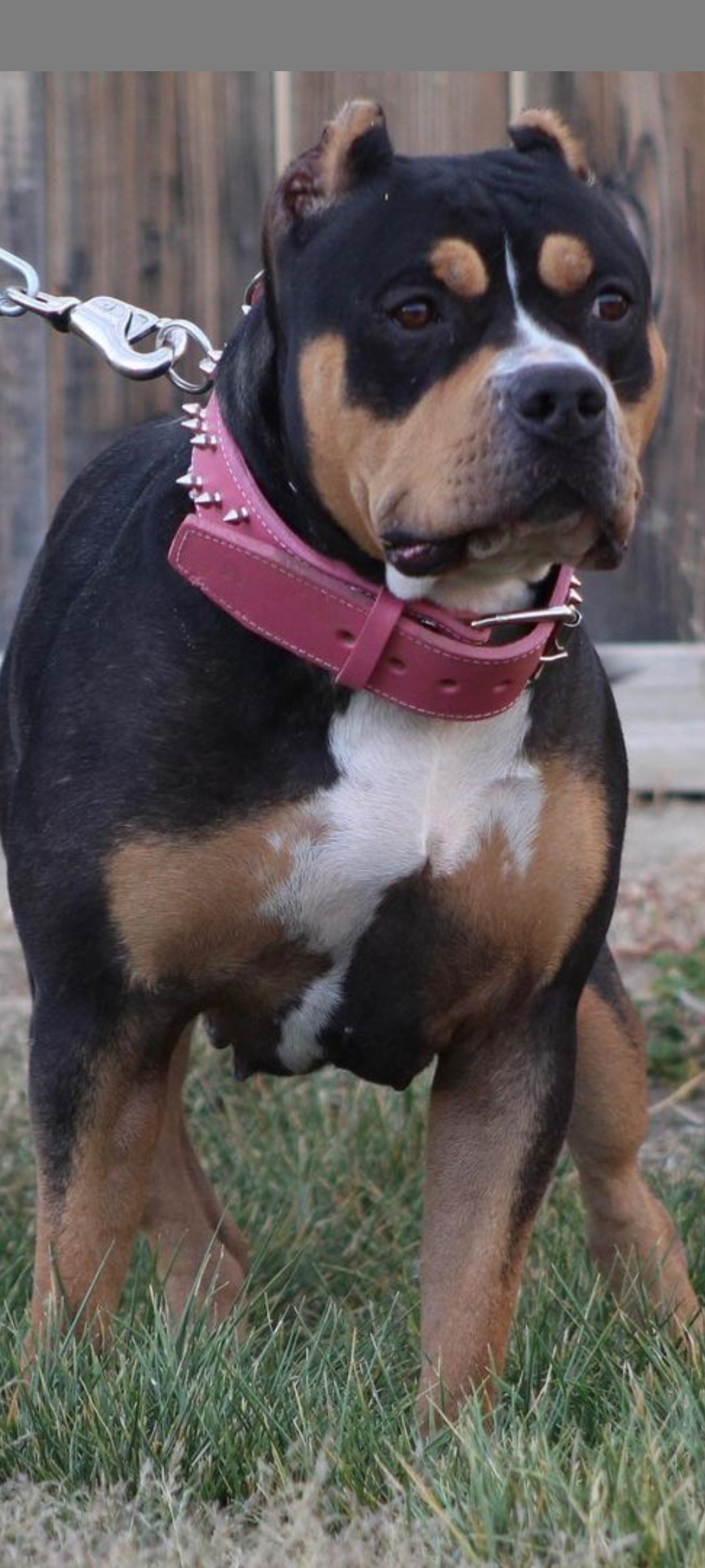 Dog Featured Image