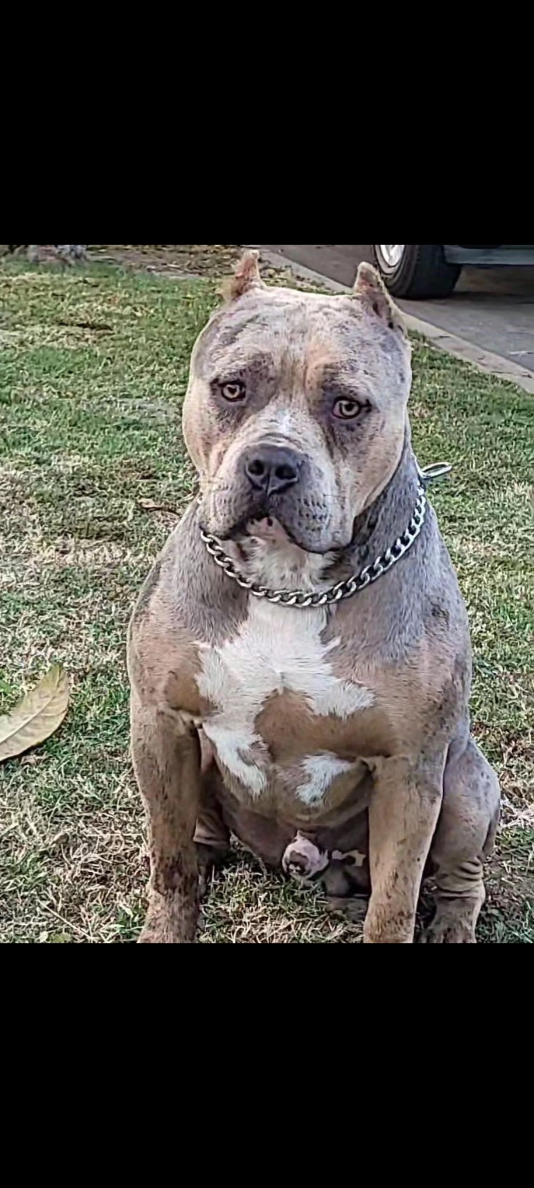 Dog Featured Image