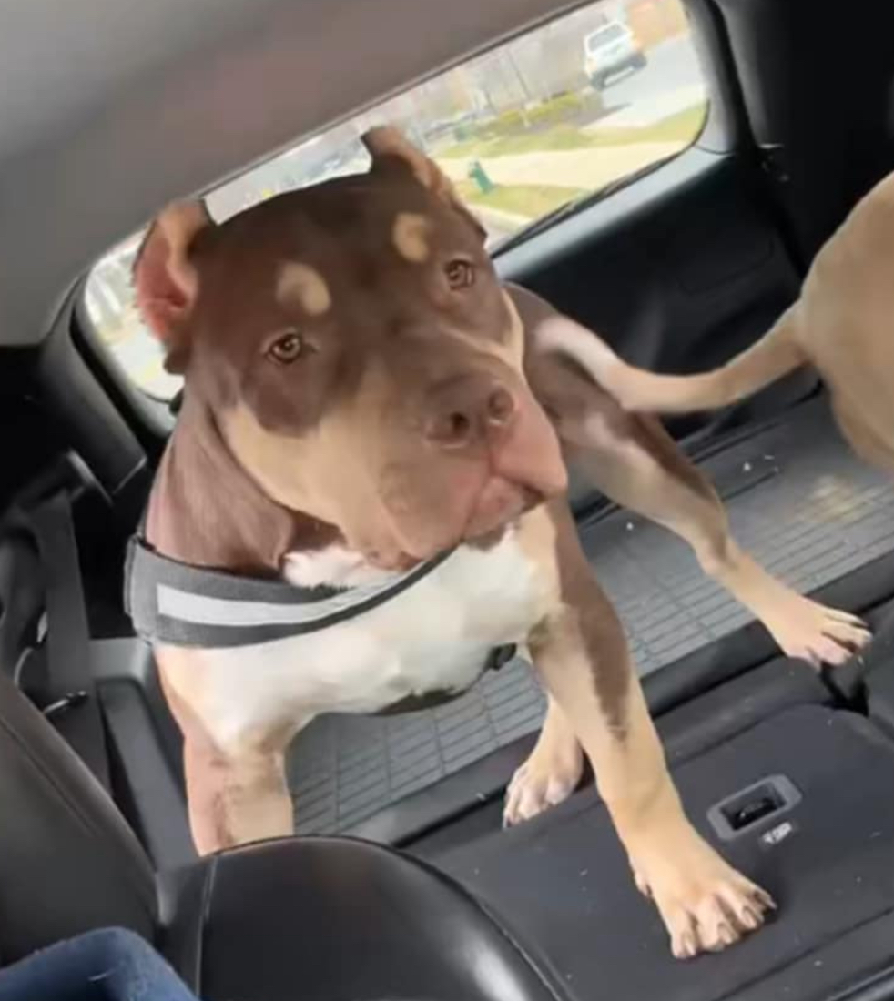 Dog Featured Image
