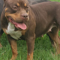 Dog Featured Image