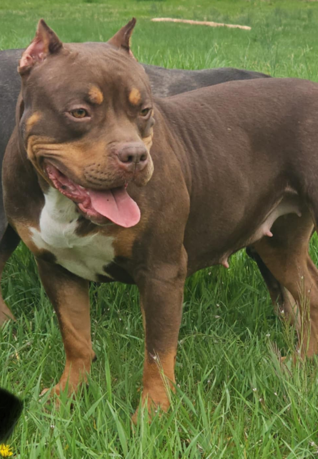 Dog Featured Image