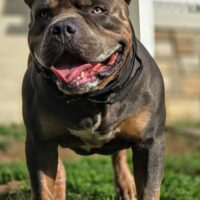 Dog Featured Image