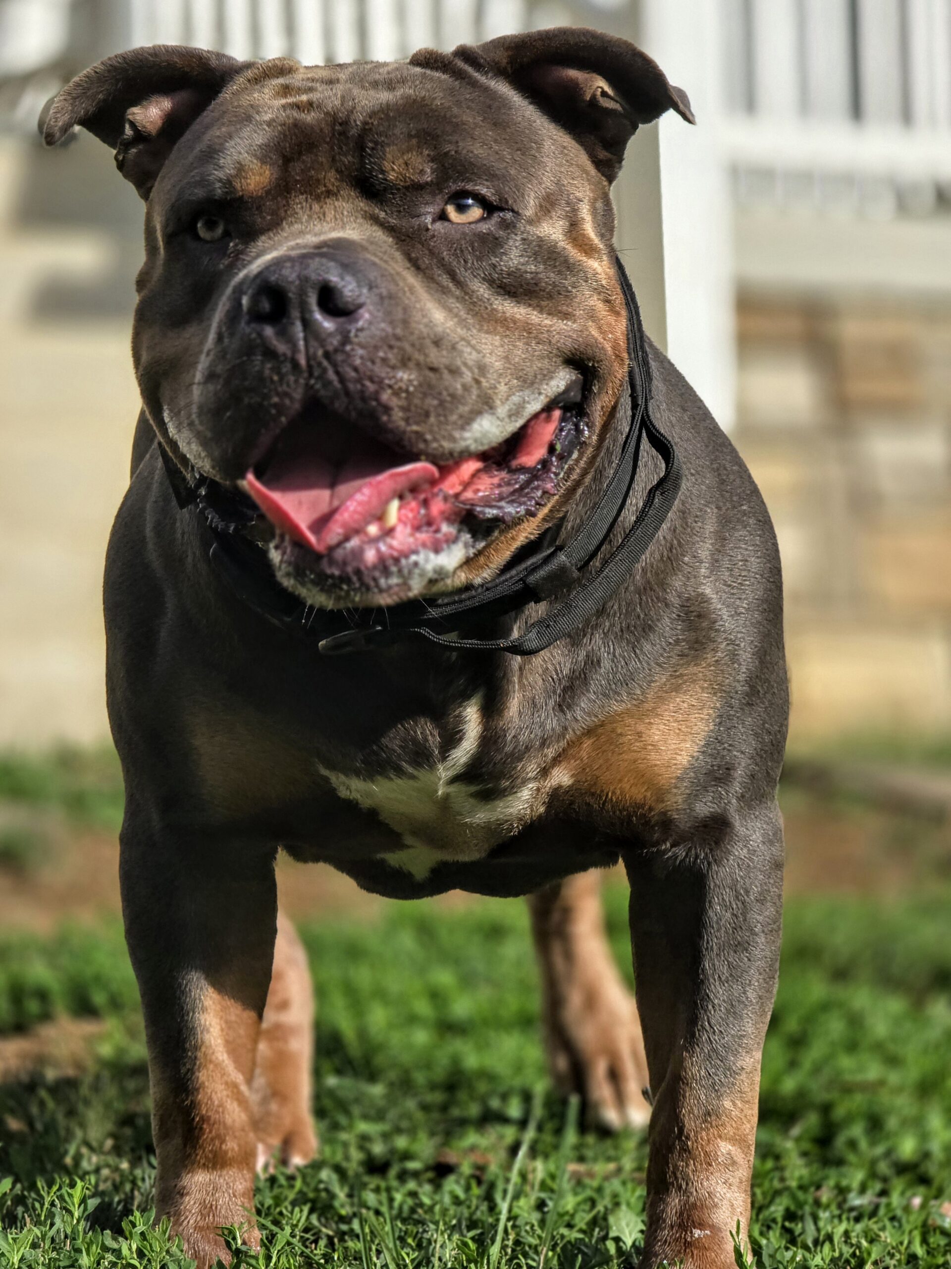 Dog Featured Image