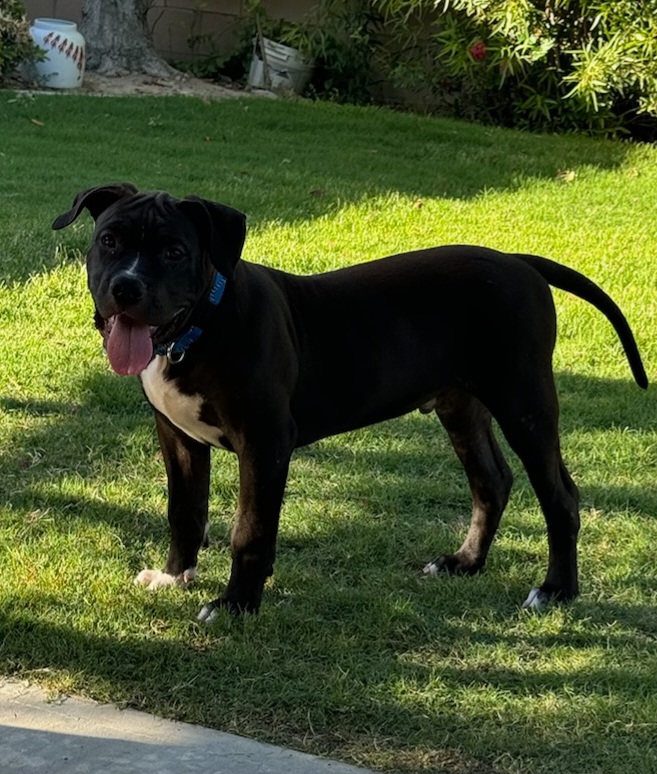Dog Featured Image