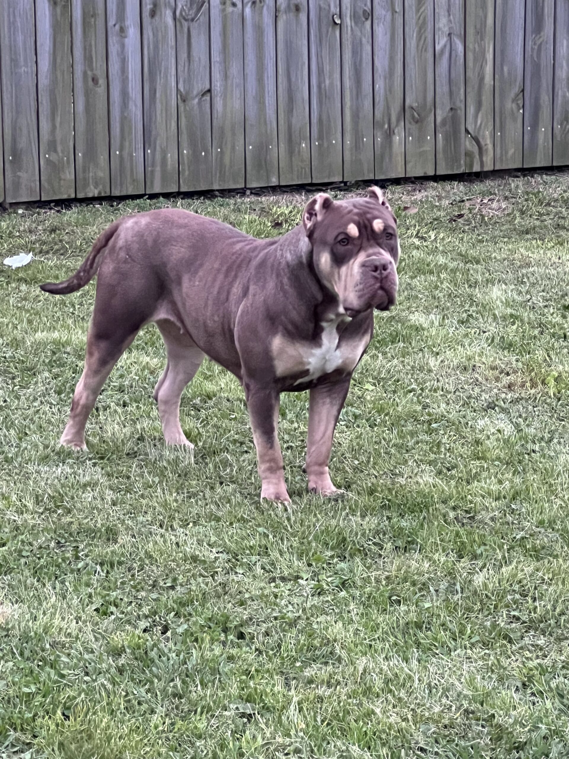 Dog Featured Image