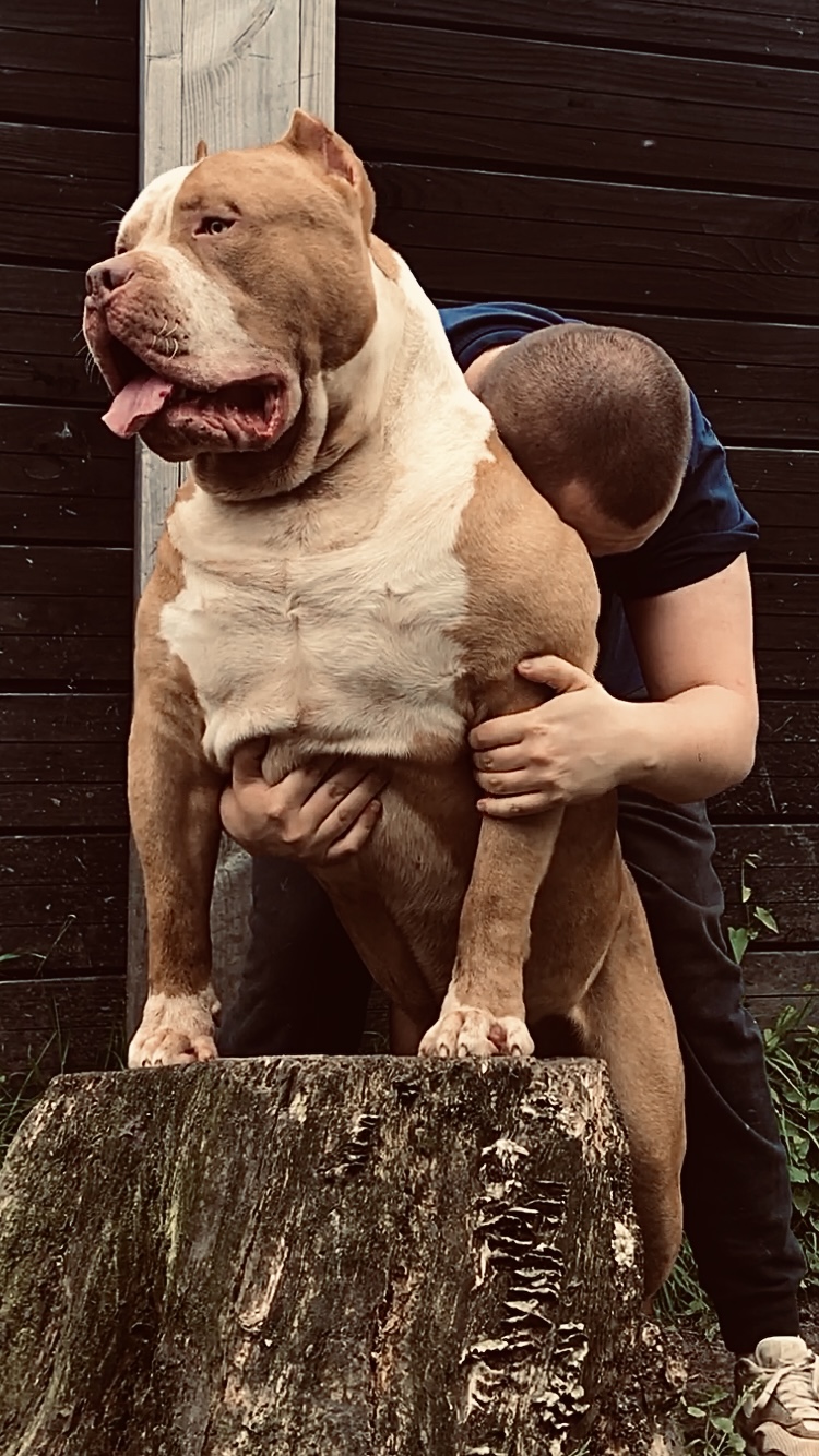 Dog Featured Image