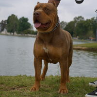 Dog Featured Image