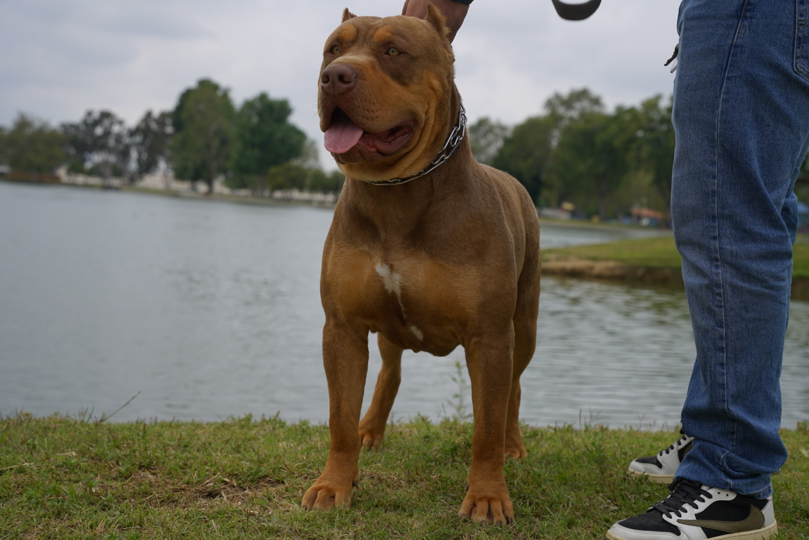 Dog Featured Image