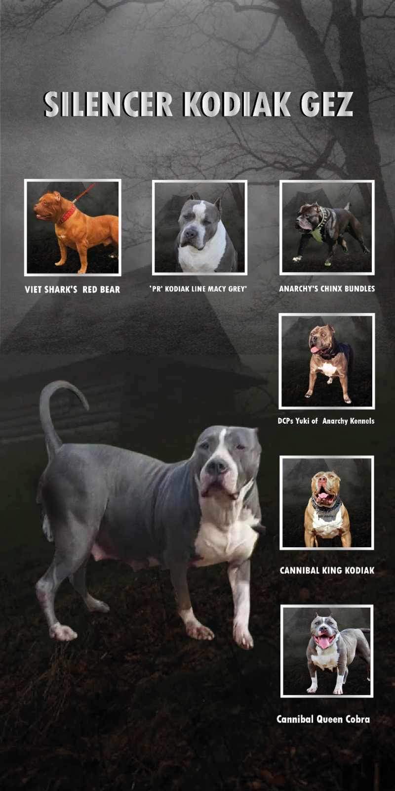 Dog Featured Image