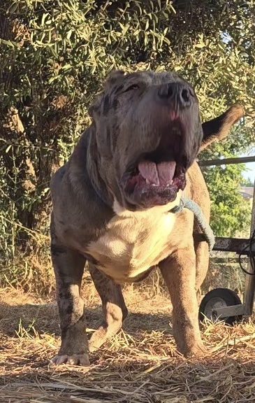Dog Featured Image