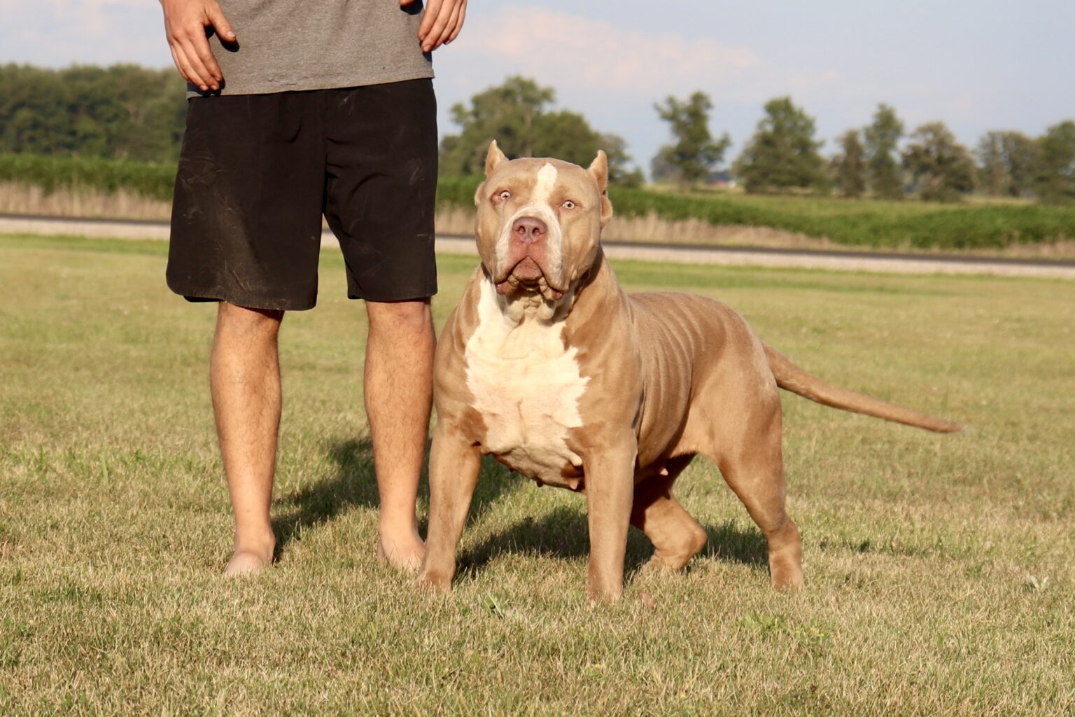Dog Featured Image