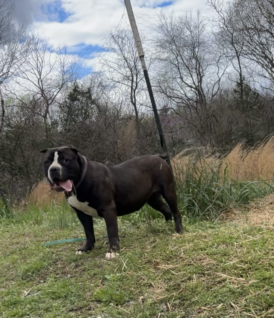 Dog Featured Image