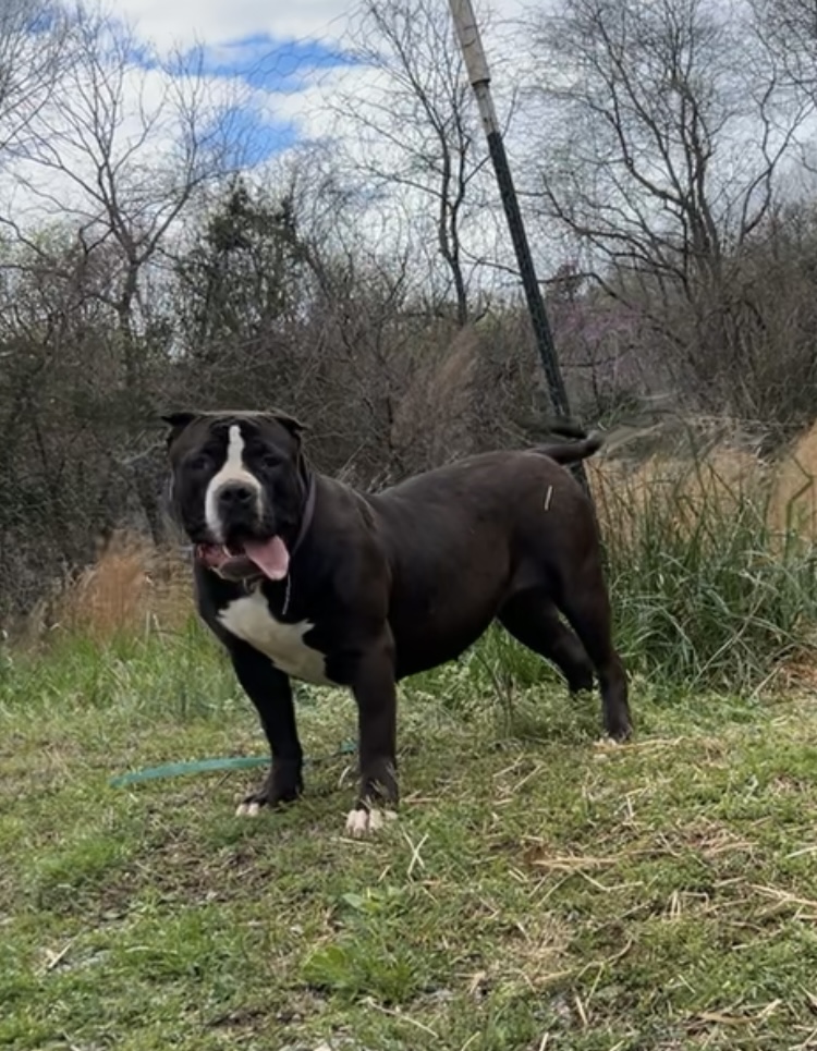 Dog Featured Image