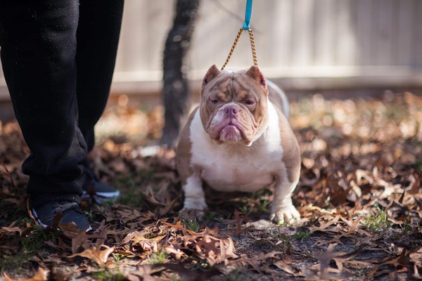 Dog Featured Image