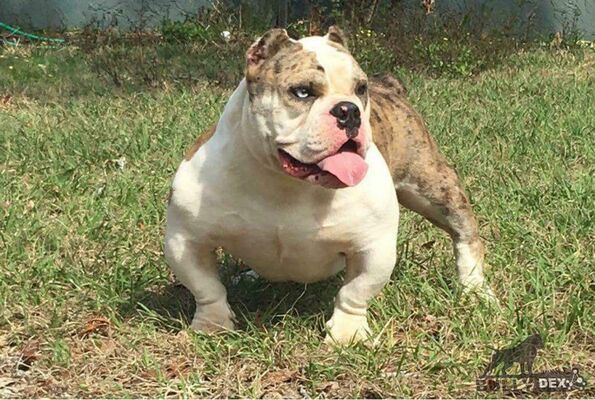 Dog Featured Image