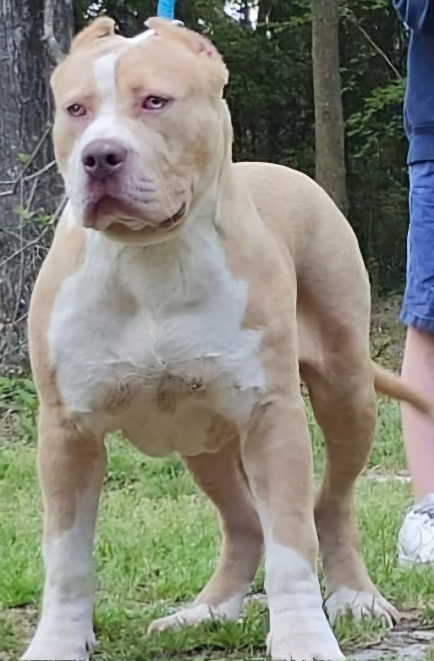 Dog Featured Image