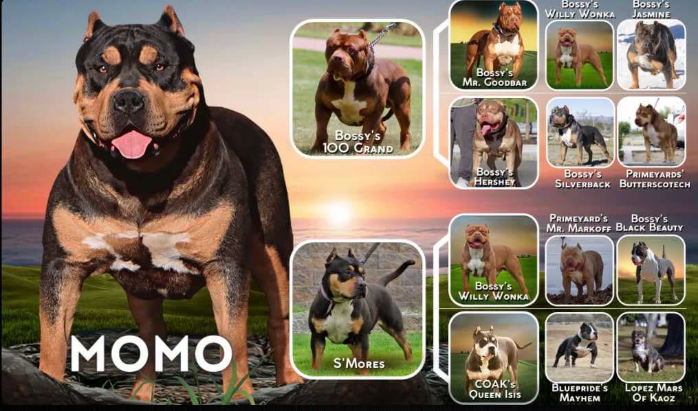 Dog Featured Image