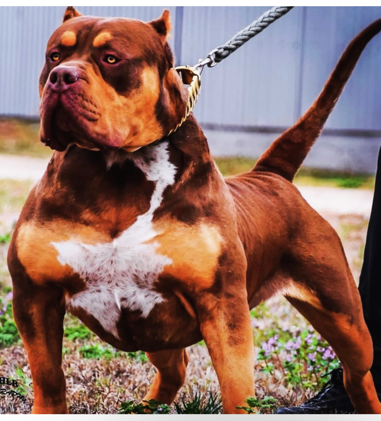 Dog Featured Image