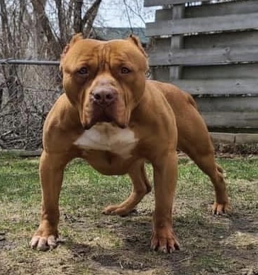 Dog Featured Image